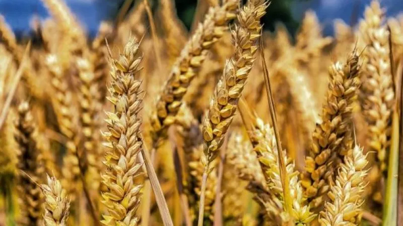ننشر خطة الدولة للسيطرة على أزمة ارتفاع أسعار الأرز الشعير