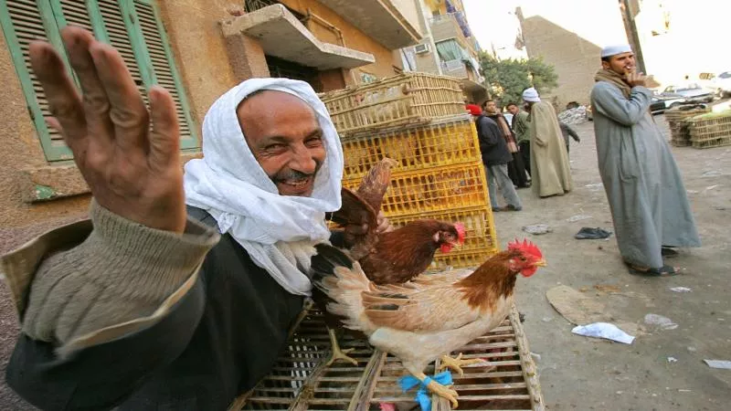 هتفرح قبل العيد.. الموعد الرسمي لـ انخفاض أسعار الدواجن