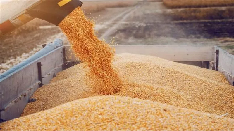 روسيا وأوكرانيا تمدان مصر بآلاف الأطنان من القمح.. إليك التفاصيل