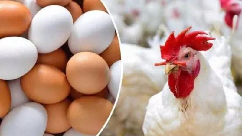 أسعار الدواجن البيضاء اليوم الأربعاء 17-4-2024.. ومفاجأة في سعر كيلو الفراخ