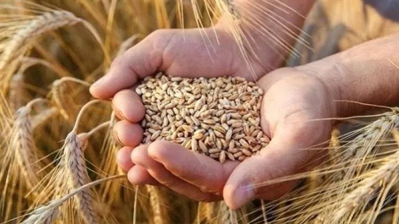سعر أردب القمح اليوم الأحد 21-4-2024 بعد قرار الحكومة الجديد