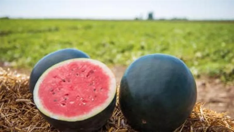 الزراعة تكشف عن حقيقة وجود بطيخ مسرطن يُباع بالأسواق