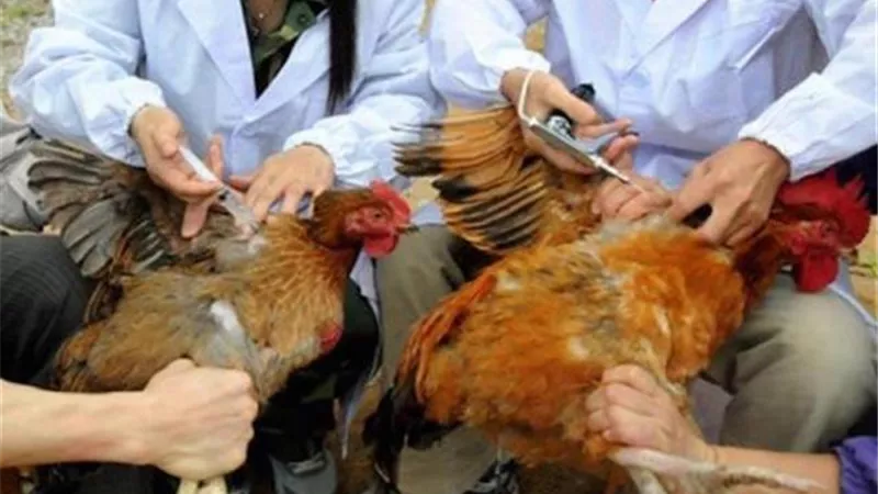 ظهور بؤر جديدة لأنفلونزا الطيور في مزارع الدواجن ..حقيقة أم شائعة