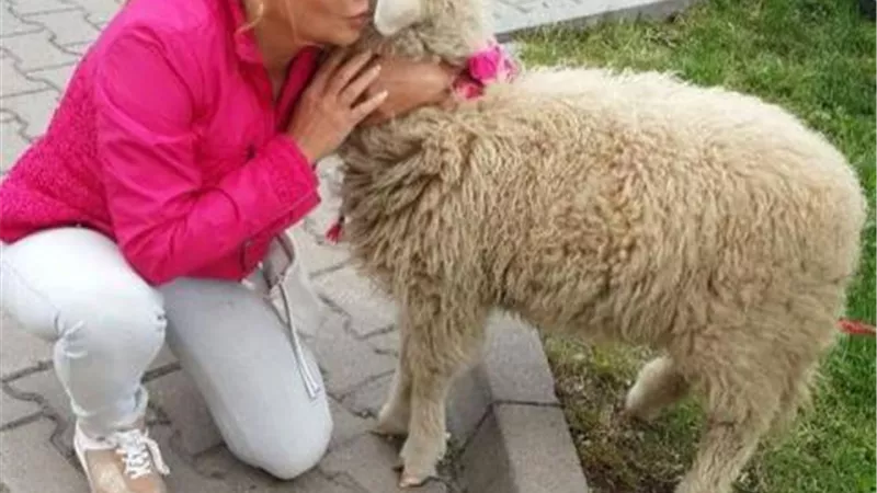 بالأحضان مع الخروف بوتشيكا.. ندى بسيوني تطالب جمهورها الرفق بالحيوان