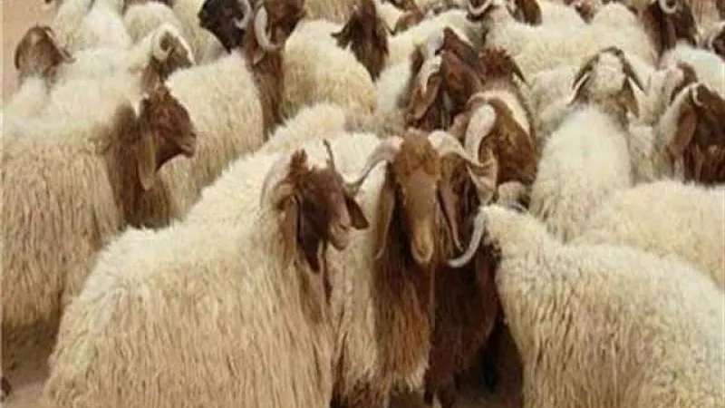 مع اقتراب عيد الأضحى.. ما هي شروط الأضحية والمضحي؟