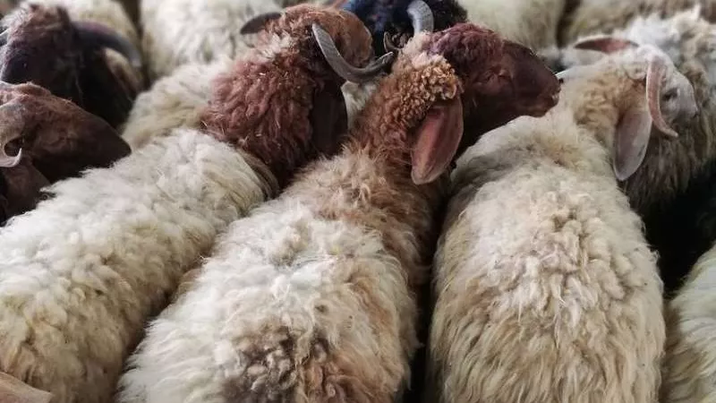 أفضل وقت لشراء الأضحية وأبرز طرق الغش التي يجب أن تحذر منها