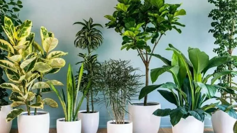 5 نباتات فعالة في تبريد المنازل خلال الصيف.. تحل محل المراوح