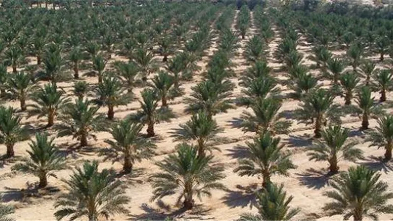 حقيقة استيراد شحنة فسائل نخيل غير مطابقة للمواصفات