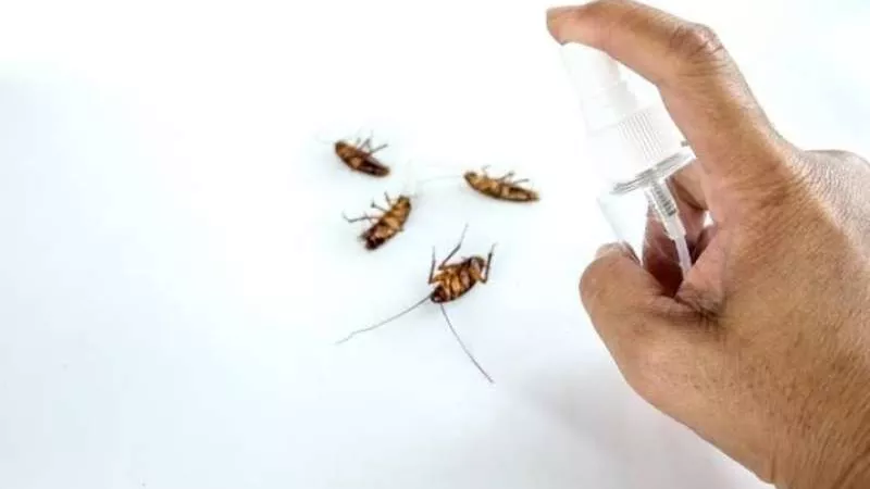 منها استخدام محلول الخل.. طرق التخلص من حشرات الصيف