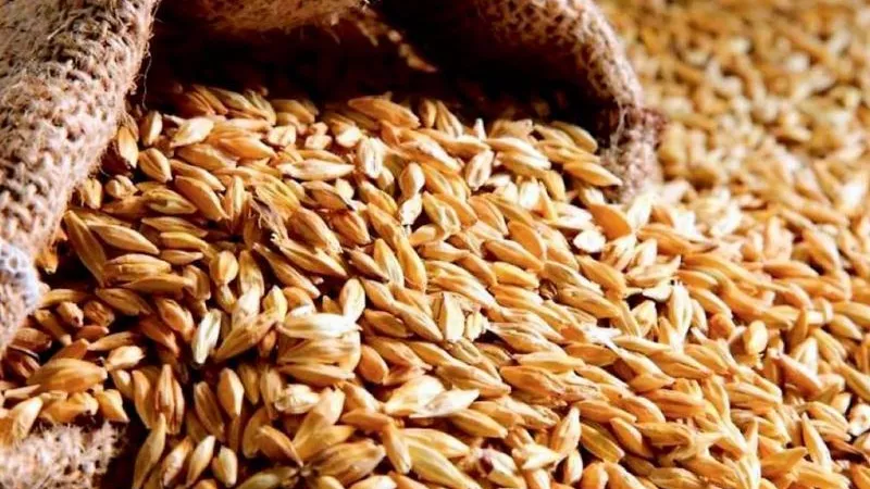 أسعار الأرز الشعير اليوم الأحد 2-6-2024.. انخفاض ملحوظ
