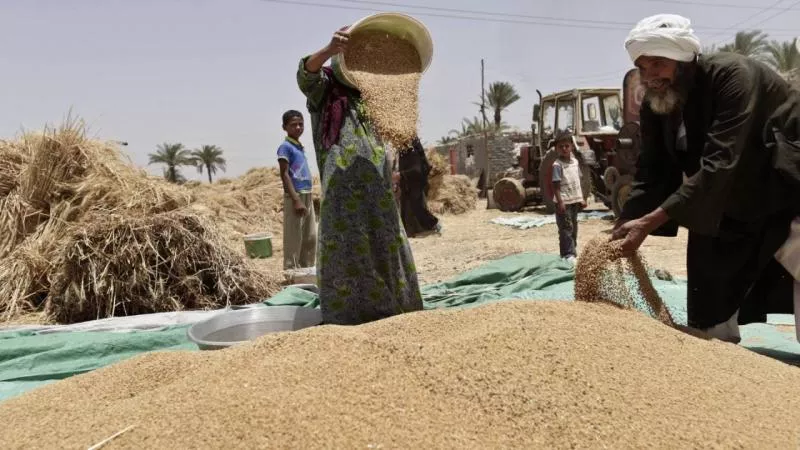 هل ترفع الحكومة الدعم عن الأسمدة الزراعية؟.. اعرف الإجابة
