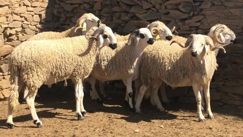 منها النية.. 5 فتاوى حول أحكام الأضحية