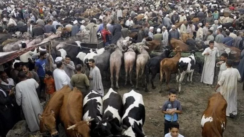 أسعار الأضاحي اليوم السبت 8-6-2024 في ثاني أيام الحج