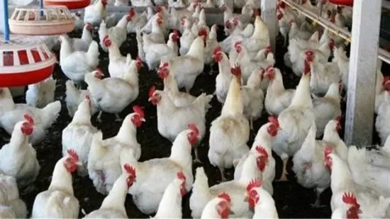 أسعار الدواجن اليوم الأحد 9-6-2024 والكتاكيت تخالف التوقعات