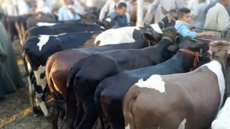 أسعار العجول البقري اليوم الثلاثاء 11 يونيو 2024.. جهز أضحيتك