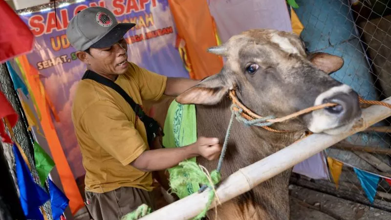 للحيوانات حظوظ .. صالون لتديلك الأبقار قبل عيد الأضحى