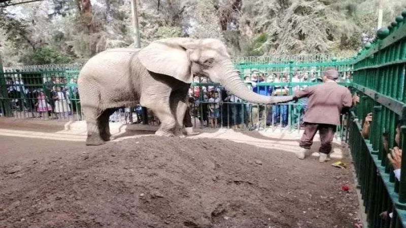 بعد غيابها 12 شهراً..موعد افتتاح حديقة الحيوان بالجيزة أمام الزائرين