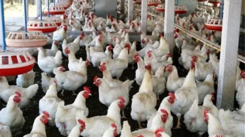 ثبات فى سعر الدواجن عند 23 و26 جنيها للكيلو