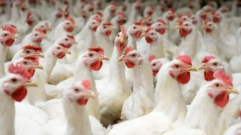 أسعار الدواجن اليوم الخميس 20-6-2024.. انخفاض كبير