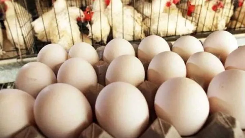 الدواجن البيضاء بكام؟..أسعار الدوجن والبيض اليوم الخميس 27 يونيو 2024