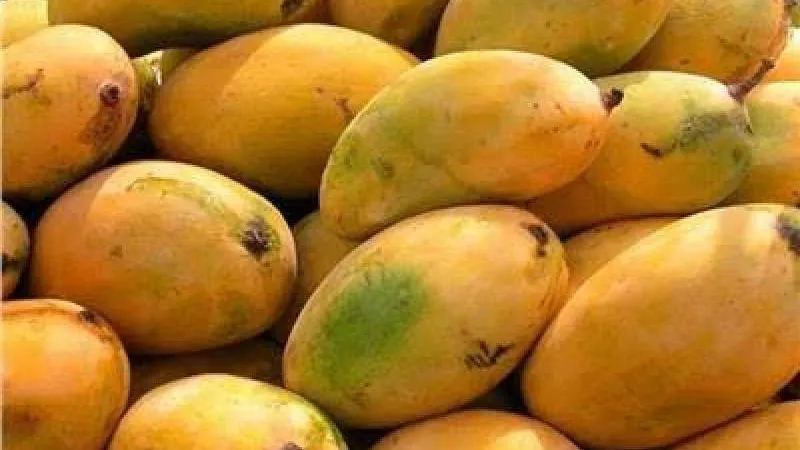 العويس بـ20ج .. انخفاض كبير في أسعار المانجو اليوم بـ سوق العبور