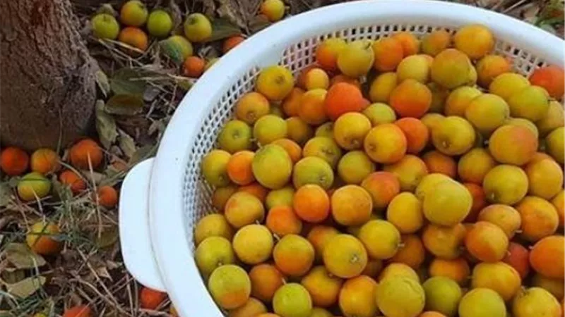 8 فوائد ساحرة للنبق...منها ترطيب البشرةوتقوية المناعة
