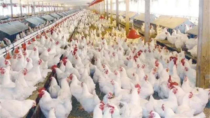 بط وأرانب ورومى .. تعرف على الأسعار اليوم