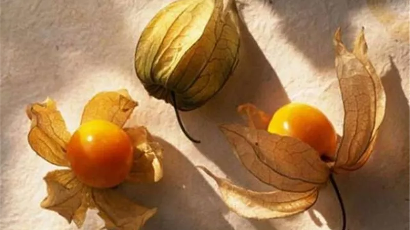الحرنكش لزيادة الحرق  بعد ثبات الوزن أثناء الريجيم