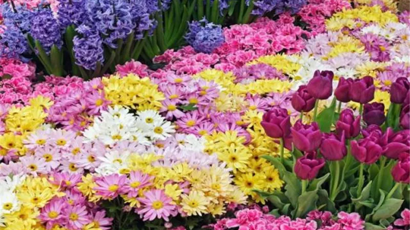 افتتاح معرض زهور الربيع الـ88 بحديقة الأورمان بالجيزة