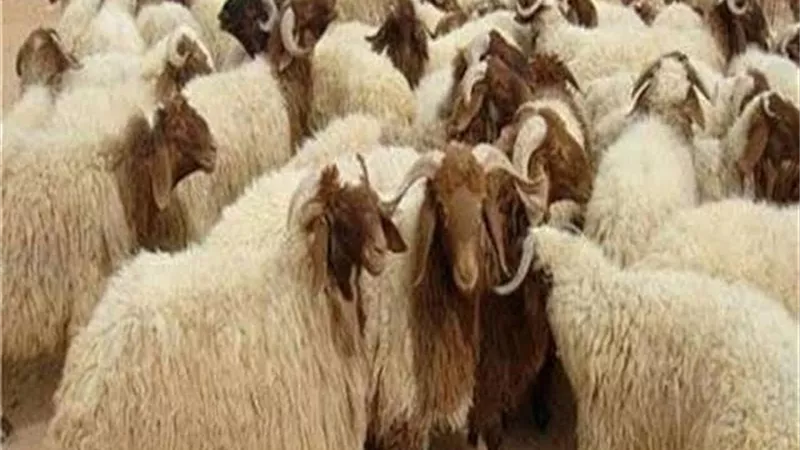 شاهد.. الإفتاء توضح آداب الأضحية
