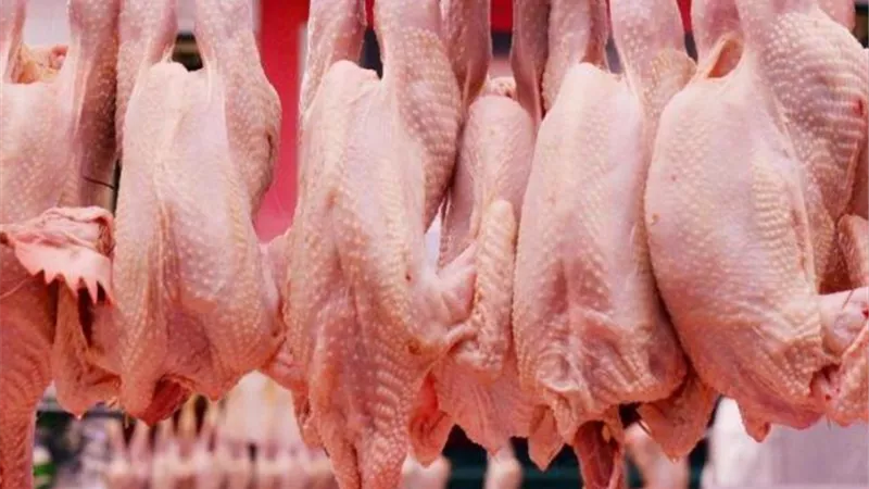 أسعار الدواجن المحلية بالأسواق اليوم