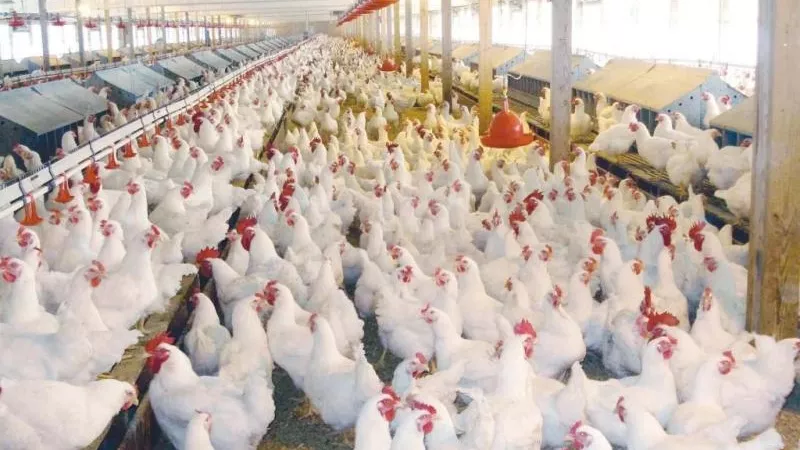 أسعار الدواجن اليوم الجمعة 12-7-2024 في الأسواق