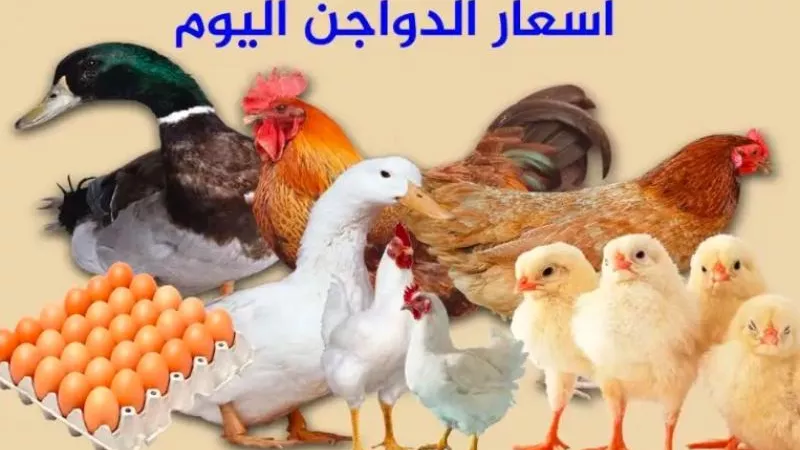 ضربة للغلاء.. أسعار الدواجن اليوم الإثنين 15 يوليو 2024
