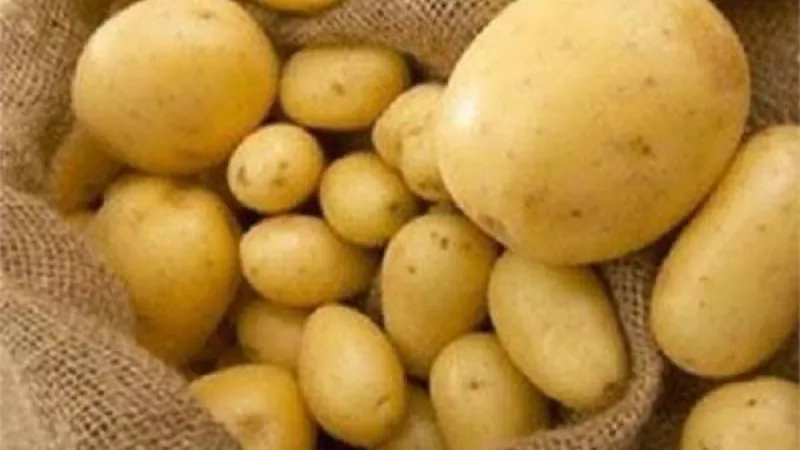 نقيب الفلاحين: انخفاض أسعار البطاطس 50% في هذا الموعد