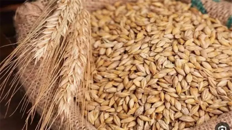 أسعار الأرز الشعير اليوم الأربعاء 31 يوليو 2024..للتجار والمستهلكين