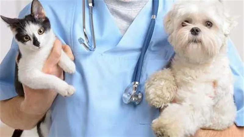 تنسيق الطب البيطري و خطوات القبول في برنامج طب وجراحة الحيوانات الأليفة