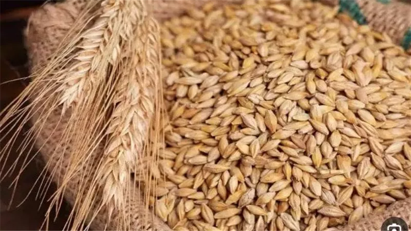 للمرة الثانية..تراجع سعر الأرز الشعير اليوم الأحد 25-8-2024