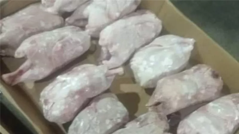 الموجز تكشف جهود بطري الشرقية لمنع كارثة غذائية قبل وصولها إلى المواطنين