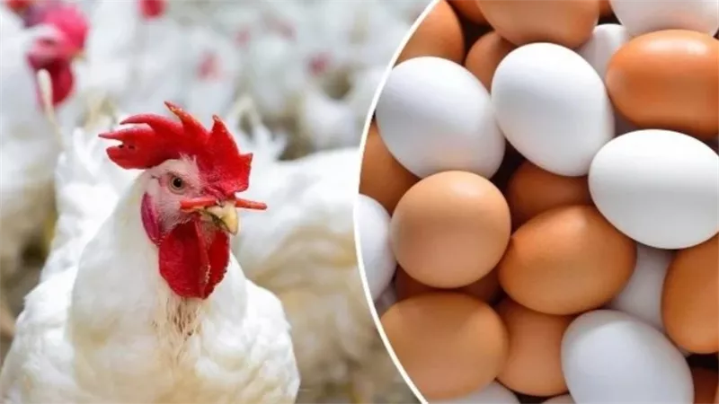 أسعار الدواجن والبط اليوم السبت 7-9-2024 في الأسواق والمزارع