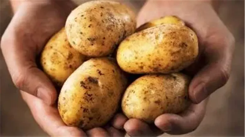 الآن أسعار البطاطس اليوم الأربعاء 4-9-2024 في سوق العبور 