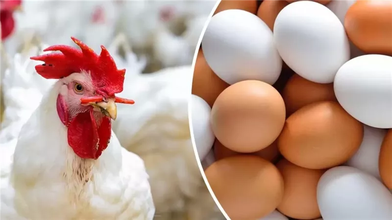بكام أسعار الدواجن والبط اليوم الأربعاء 11-9-2024 في المزارع والأسواق