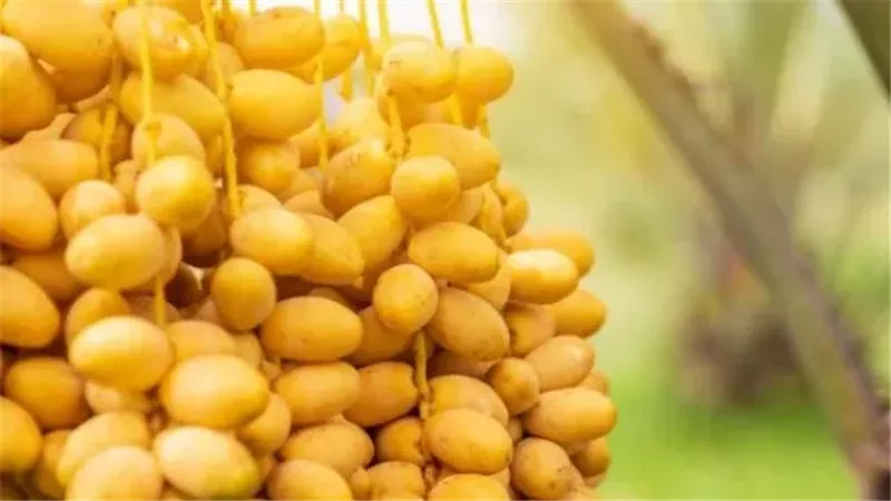 تعزيز صحة القلب والجهاز الهضمي.. تعرف على فوائد البلح لصحة الإنسان