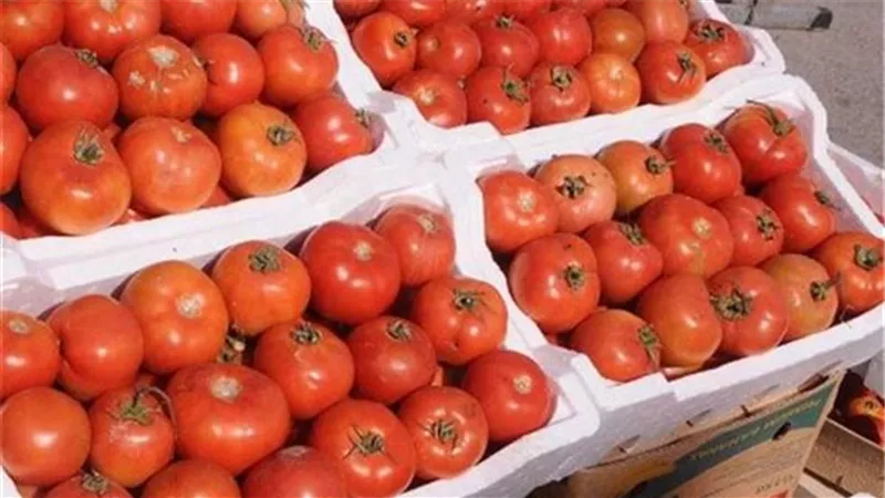 جنون الطماطم.. أسعار الخضروات في الأسواق المصرية