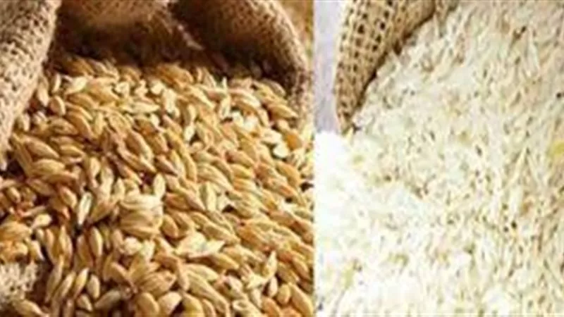 مفاجأة صادمة بشأن سعر طن الأرز الشعير اليوم الثلاثاء 24-9-2024