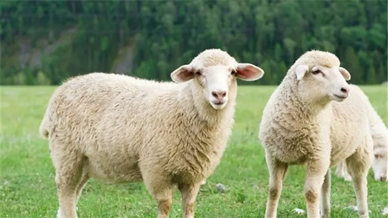 ما حكم من لم يذبح العقيقة وهل هي سنه مؤكدة..كل التفاصيل 