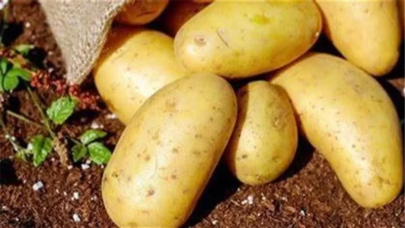  تخطت الـ 25 جنيه.. أسعار البطاطس في الأسواق وموعد انخفاضها