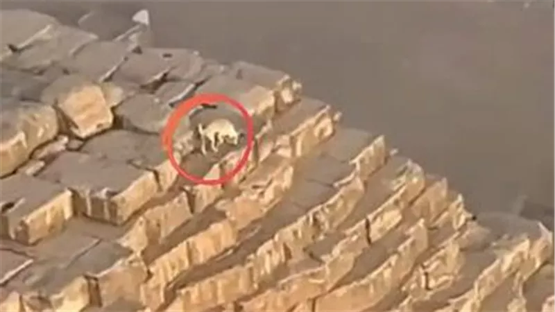 «صدق أو لا تصدق» كلب بلدي يتسلق قمة هرم خفرع..إليكم التفاصيل 