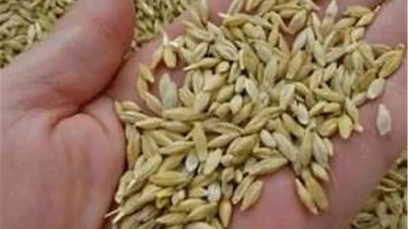كم سعر طن الأرز الشعير اليوم الاثنين 21-10-2024 داخل الأسواق والمضارب 