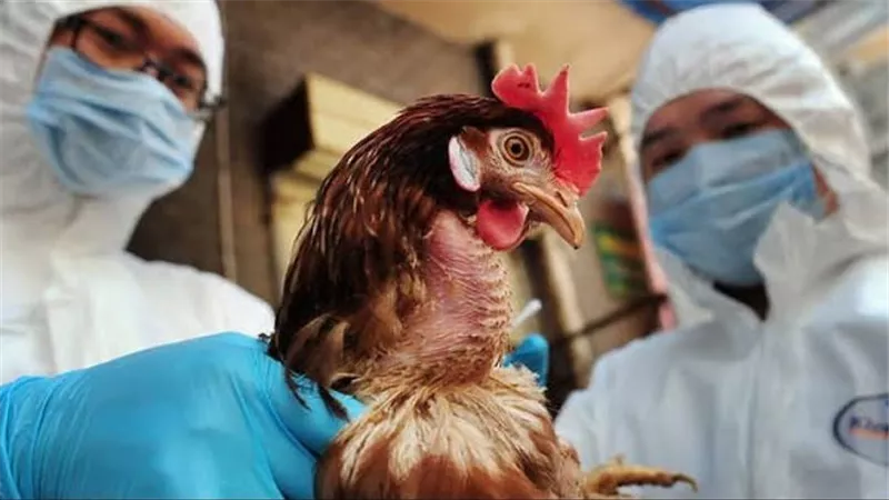 أول إصابة بإنفلونزا الطيور في أمريكا.. ومخاوف حول انتقالها للبشر
