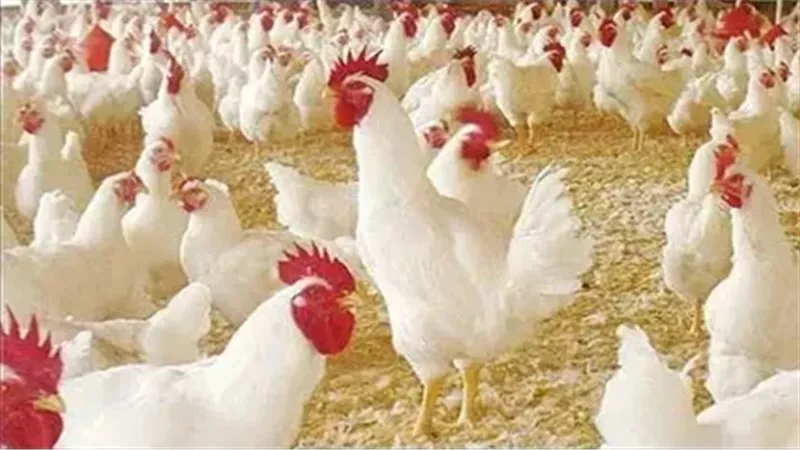 ‎الدواجن في مصر.. أسعار الفراخ والبط اليوم الجمعة 1-11-2024 في الاسواق